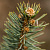 Ель колючая 'Изели Фастигиата' (Picea pungens 'Iseli Fastigiata')