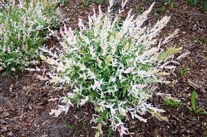 Ива цельнолистная 'Хакуро Нишики' (Salix integra 'Hakuro Nishiki')
