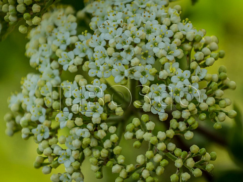 kalina-gordovina-vibrunum-lantana-cvety.jpg