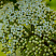 kalina-gordovina-vibrunum-lantana-cvety.jpg