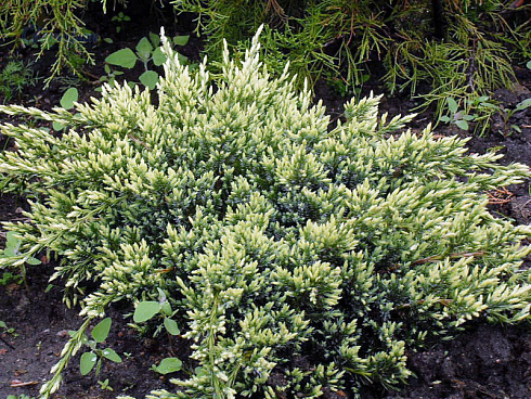 mozhzhevelnik-cheshujchatyj-holger-juniperus-squamata-holger-kust
