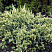 mozhzhevelnik-cheshujchatyj-holger-juniperus-squamata-holger-kust