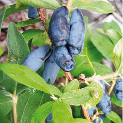 Жимолость съедобная 'Челябинка' (Lonicera caerulea 'Челябинка')