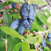 Жимолость съедобная 'Челябинка' (Lonicera caerulea 'Челябинка')