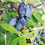 Жимолость съедобная 'Челябинка' (Lonicera caerulea 'Челябинка')