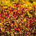 spireya-yaponskaya-goldflejm-spiraea-japonica-goldflame-vetvi.jpg