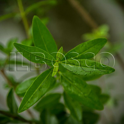 biryuchina-obyknovennaya-atrovirens-ligustrum-vulgaris-atronirens-list.jpg