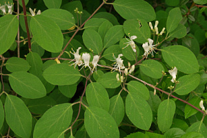 Жимолость обыкновенная (Lonicera xylosteum)