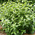 Дерен отпрысковый 'Флавирамеа' (Cornus stolonifera 'Flaviramea')