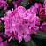 rododendron-rozeum-ehlegans-rhododendron-roseum-elegans-cvetok.jpg