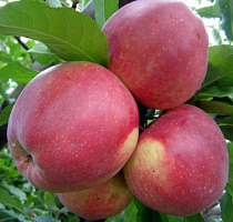 Яблоня домашняя 'Лигол' (Malus domestica 'Лигол')