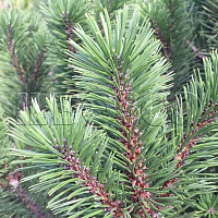 Сосна горная (Pinus mugo)