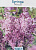 Сирень престона 'Минуэт' (Syringa prestoniae 'Minuet')