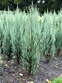 Можжевельник скальный 'Блю Эрроу' (Juniperus scopulorum 'Blue Arrow')