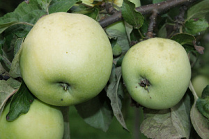 Яблоня домашняя 'Антоновка' (Malus domestica 'Антоновка')