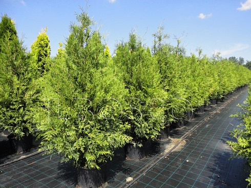 tuya-zapadnaya-brabant-thuja-occidentalis-brabant-sazhency-ryadami
