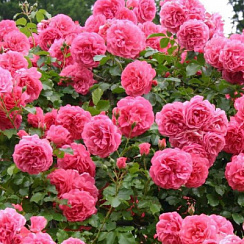 Роза 'Розариум Ютерсен' (Rose 'Rosarium Uetersen')