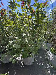 Лещина 'Московский рубин' (Corylus 'moskovskiy rubin')