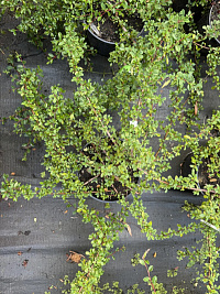 Кизильник укореняющийся 'Эйхольц' (Cotoneaster radicans 'Eichholz')