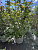 Лещина 'Московский рубин' (Corylus 'moskovskiy rubin')