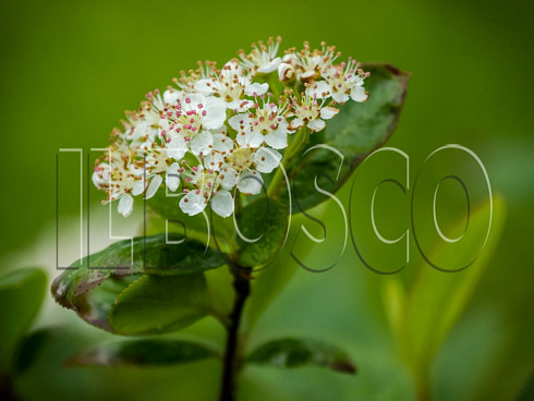aroniya-chernoplodnaya-ryabina-chernoplodnaya-aronia-melanocarpa-socvetie.jpg