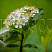 aroniya-chernoplodnaya-ryabina-chernoplodnaya-aronia-melanocarpa-socvetie.jpg