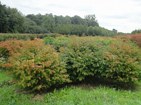 beresklet-krylatyj-euonymus-alatus-sazhency.jpg