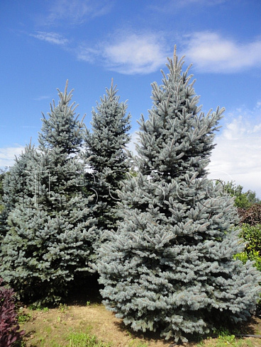 el-kolyuchaya-ehdit-picea-pungens-edith-derevo
