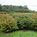 beresklet-krylatyj-euonymus-alatus-sazhency.jpg