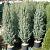 Можжевельник обыкновенный 'Хиберника' (Juniperus communis 'Hibernica')
