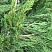 mozhzhevelnik-kitajskij-spartan-juniperus-chinensis-spartan-hvoya