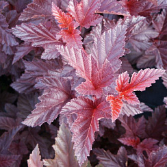 Пузыреплодник калинолистный 'Андре' (Physocarpus opulifolium 'Andre')