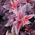 Пузыреплодник калинолистный 'Андре' (Physocarpus opulifolium 'Andre')