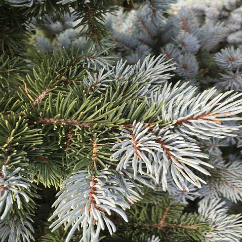 el-kolyuchaya-montgomeri-picea-pungens-montgomery-vetv