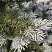 el-kolyuchaya-montgomeri-picea-pungens-montgomery-vetv