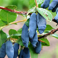 Жимолость съедобная 'Стрежевчанка' (Lonicera caerulea 'Стрежевчанка')