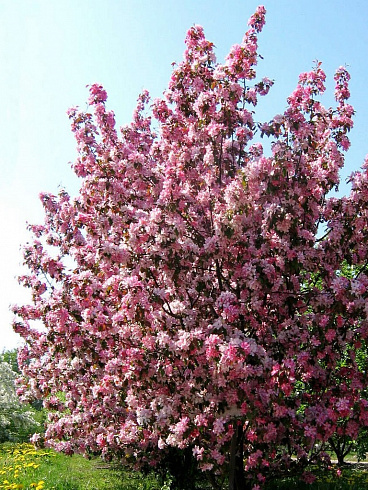 yablonya-dekorativnaya-rudolf-malus-rudolf-derevo