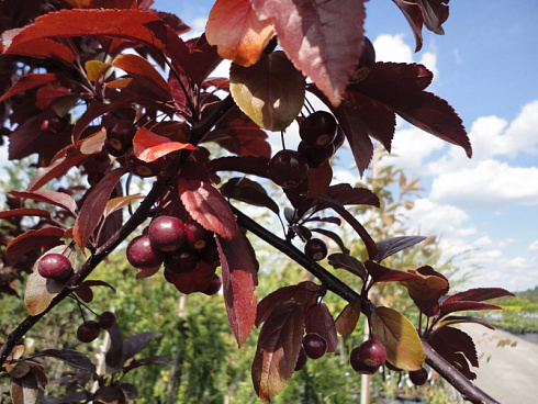 yablonya-dekorativnaya-kokcinella-kurtarou-malus-coccinella-courtarou-plody