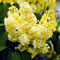 Сирень обыкновенная 'Примроуз' (Syringa vulgaris 'Primrose')