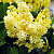 Сирень обыкновенная 'Примроуз' (Syringa vulgaris 'Primrose')