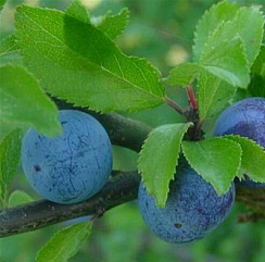 Тернослива 'Гордость Сибири' (Prunus hybr 'Гордость Сибири')
