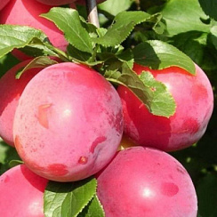 Алыча 'Кубанская комета' (Prunus cerasifera ''Кубанская комета')