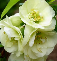 Айва (Хеномелес) японская 'Юкиготен' (Chaenomeles japonica 'Yukigoten')