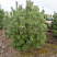 sosna-chernaya-pinus-nigra-derevo