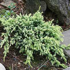 Можжевельник чешуйчатый 'Холгер' (Juniperus squamata 'Holger')