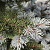 Ель колючая 'Монтгомери' (Picea pungens 'Montgomery')