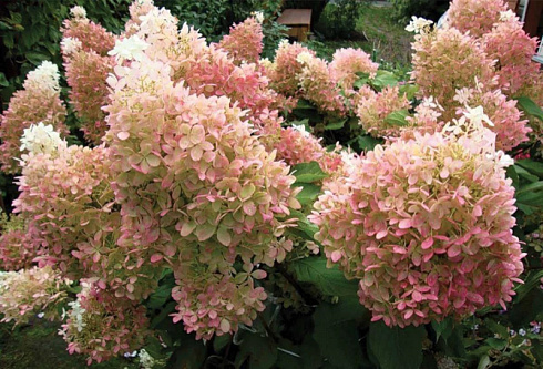gortenziya-metelchataya-fantom-hydrangea-paniculata-rhantom-kust