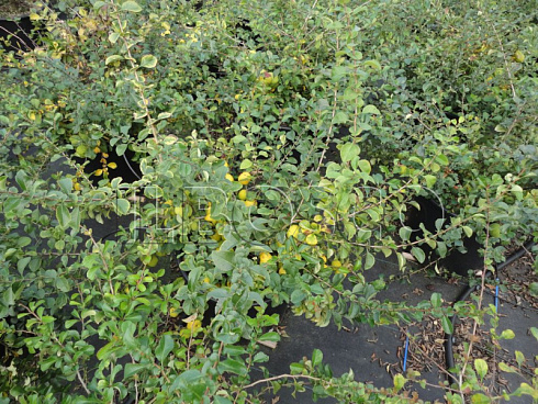 ajva-yaponskaya-henomeles-nivalis-chaenomeles-speciosa-nivalis-vetv-s-plodami.jpg