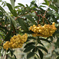 Рябина арнольда 'Саншайн' (Sorbus arnolda 'Sunshine')