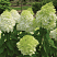 gortenziya-metelchataya-lajmlajt-hydrangea-paniculata-limelight-kust.jpg